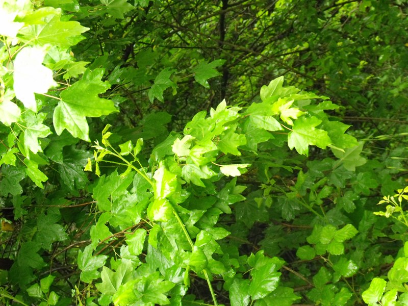 Acer campestre / Acero campestre